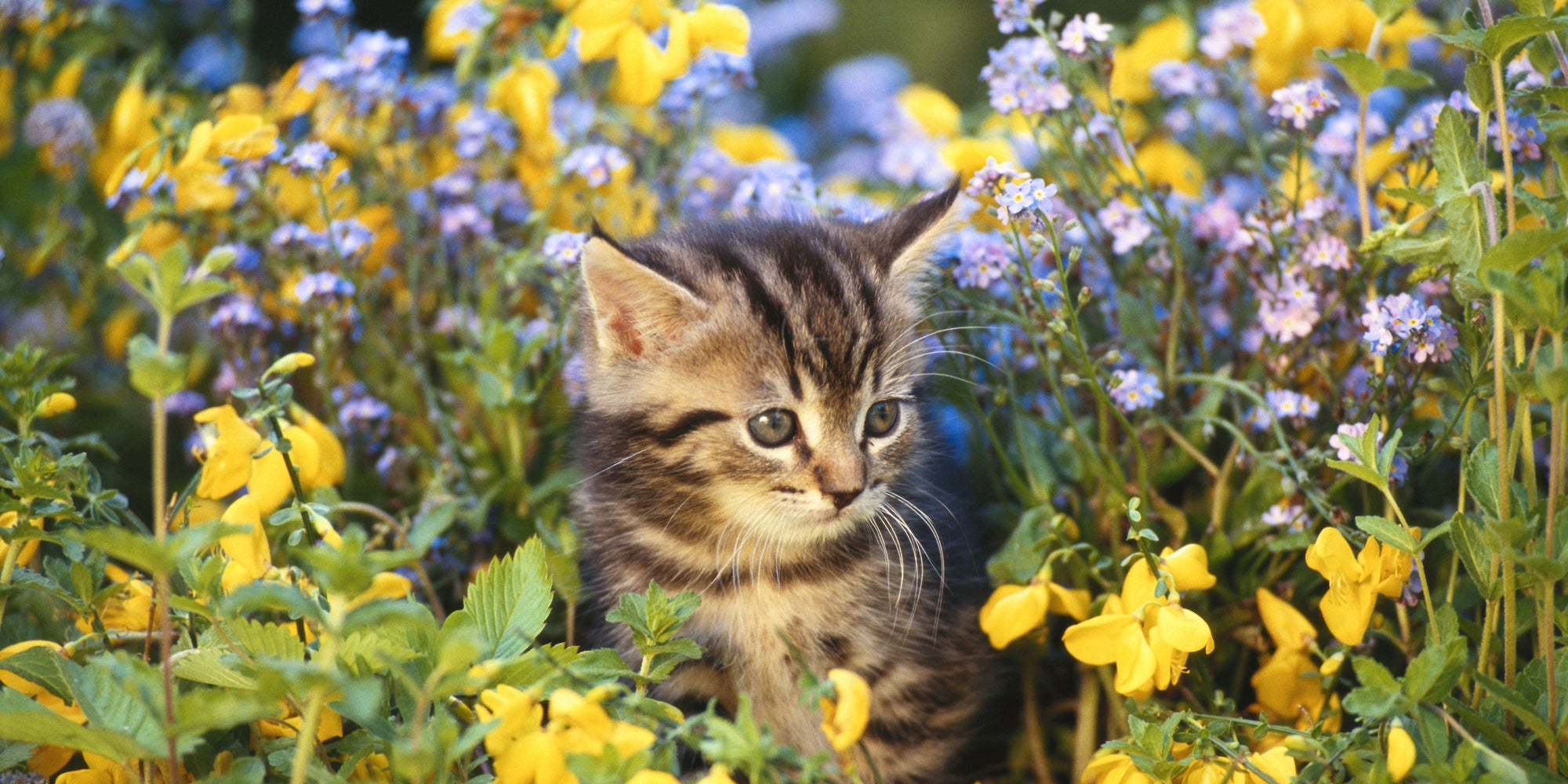 Cat Safe Flowers